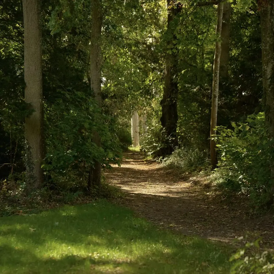 Une allée dans le parc
