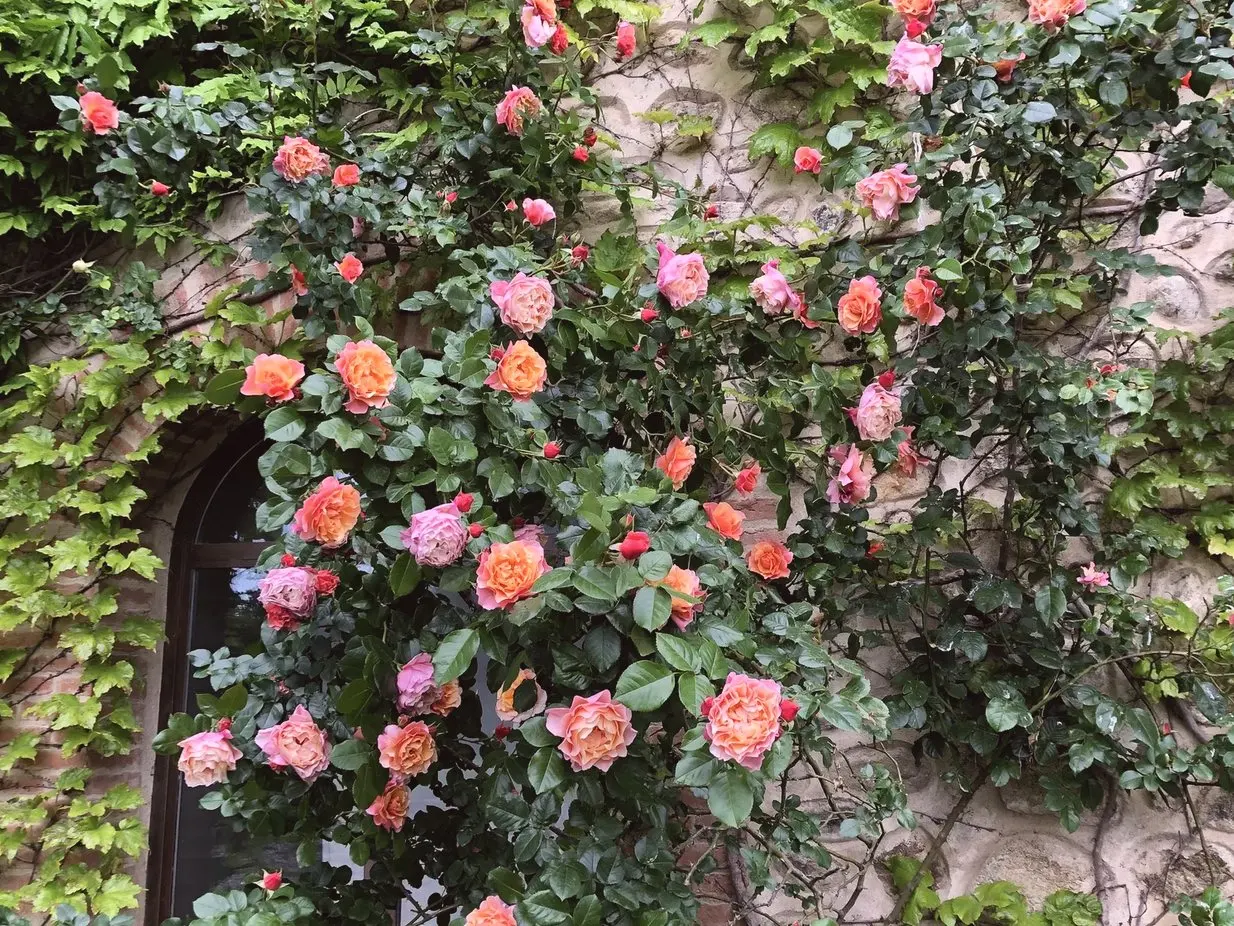 Les roses grimpantes sur la façade